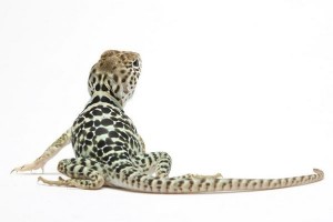 Crotaphytus collaris collaris